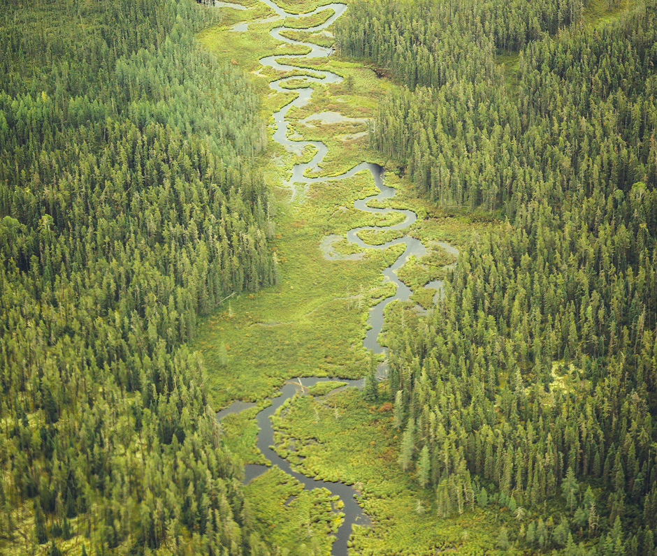 THE WILDERNESS WE CALL HOME