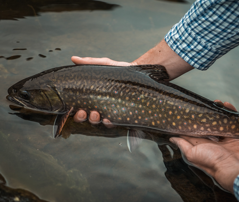 SUSTAINABLE FISHING AND CATCH AND RELEASE