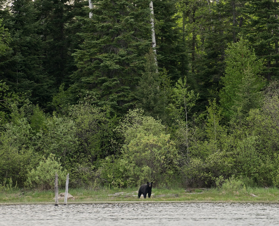 CONSERVATION PARTNERSHIPS AND RESEARCH