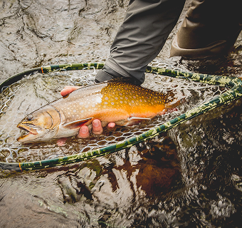 HEALTHY FISHERIES