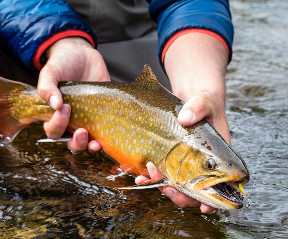 FLY FISHING FOR NATIVE BROOK TROUT IN NORTHERN ONTARIO
