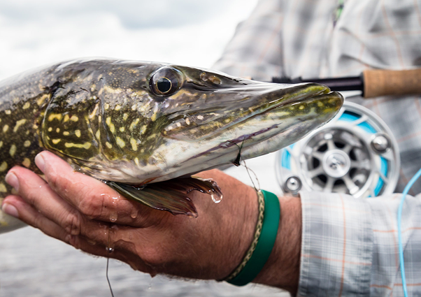 NORTHERN PIKE