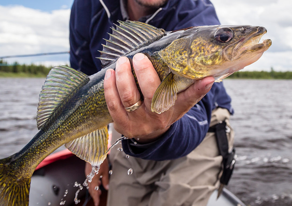 WALLEYE