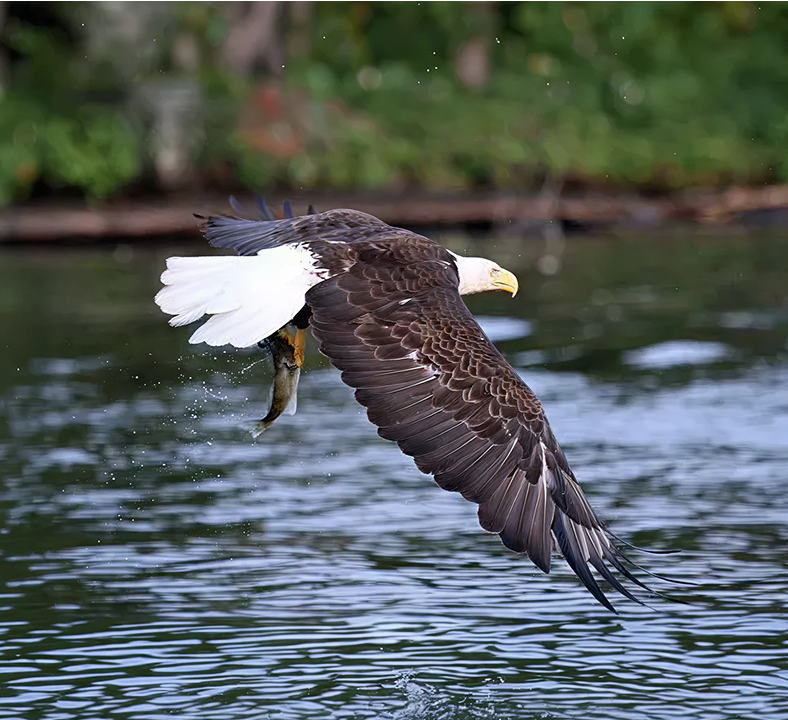 PRESERVING THE WILD