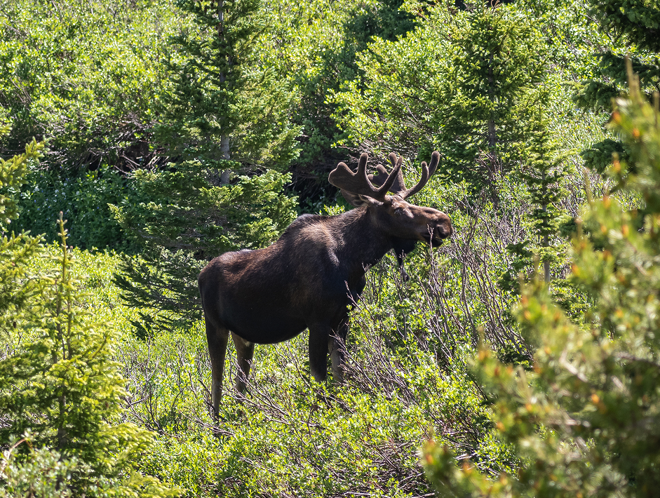 FLY IN MOOSE HUNTING IN NORTHERN ONTARIO