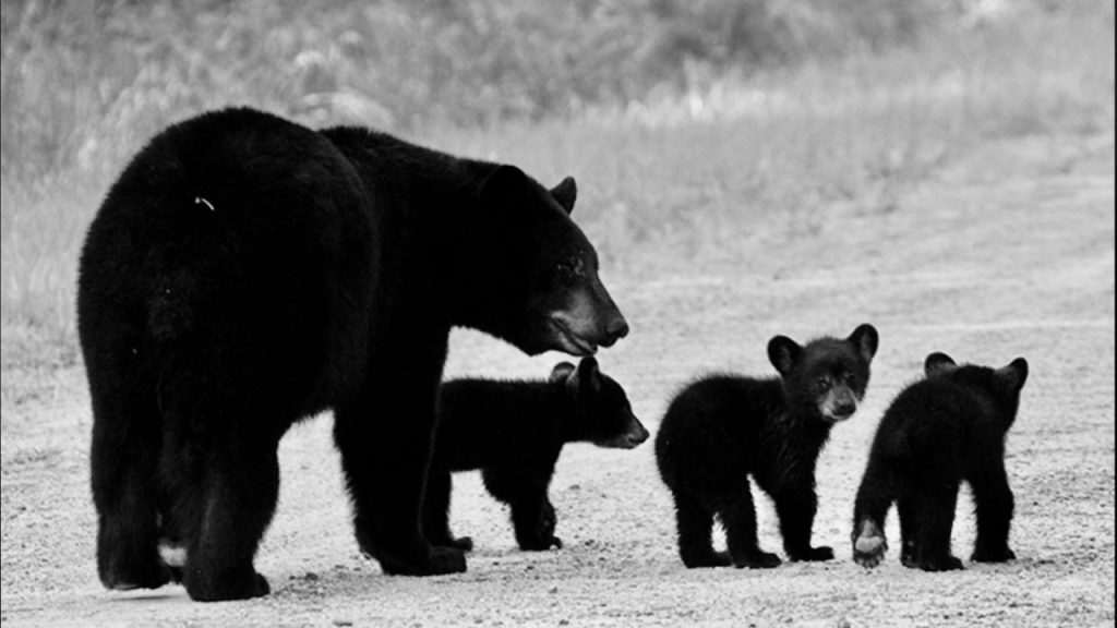 What To Do If You Encounter A Black Bear