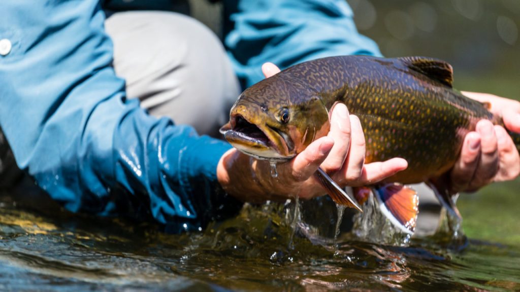 How Water Temperature Affects Fishing