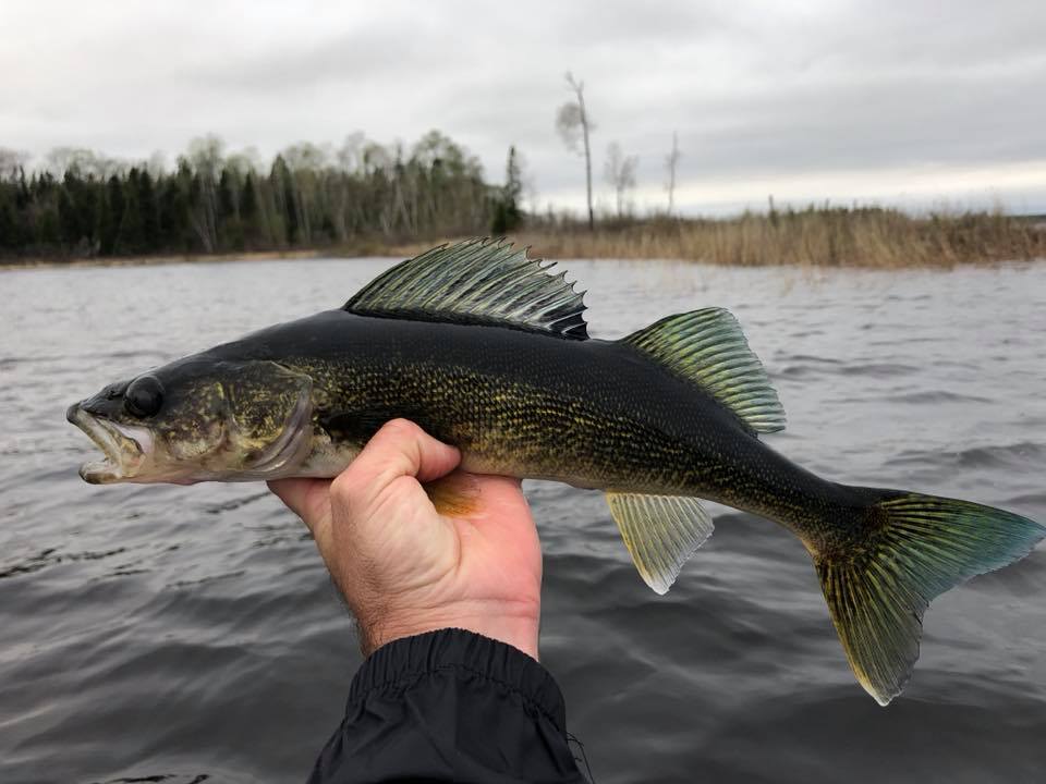 Summer Fishing Patterns For Pike, And Walleye